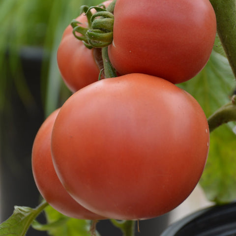 Organic* Love Pink Standard Tomato Seed
