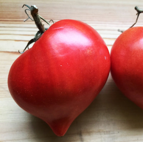 Semences De Tomate Coeur Téton Vénus *biologique*