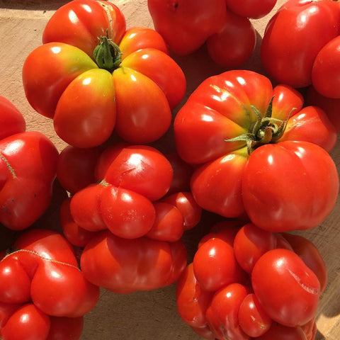Organic* Standard Travelling Tomato Seeds