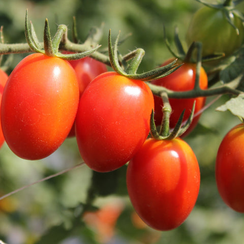 Red Fantastico Cherry Tomato Vegetables