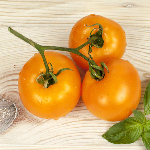 Tomato Chef Choice Orange Vegetables