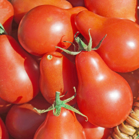 Tomate Poire Rouge Légumes
