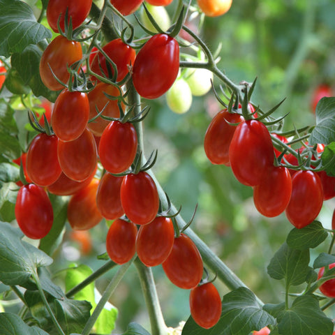 Red Juliet Grape Tomato Vegetables