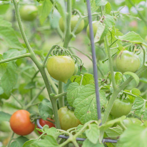 Tomate Héritage Red Racer Rouge Légumes