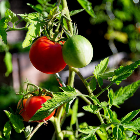 Tomate Héritage Rose De Berne Légumes