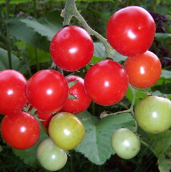 Cherry Tomato Red Petitbec Vegetables