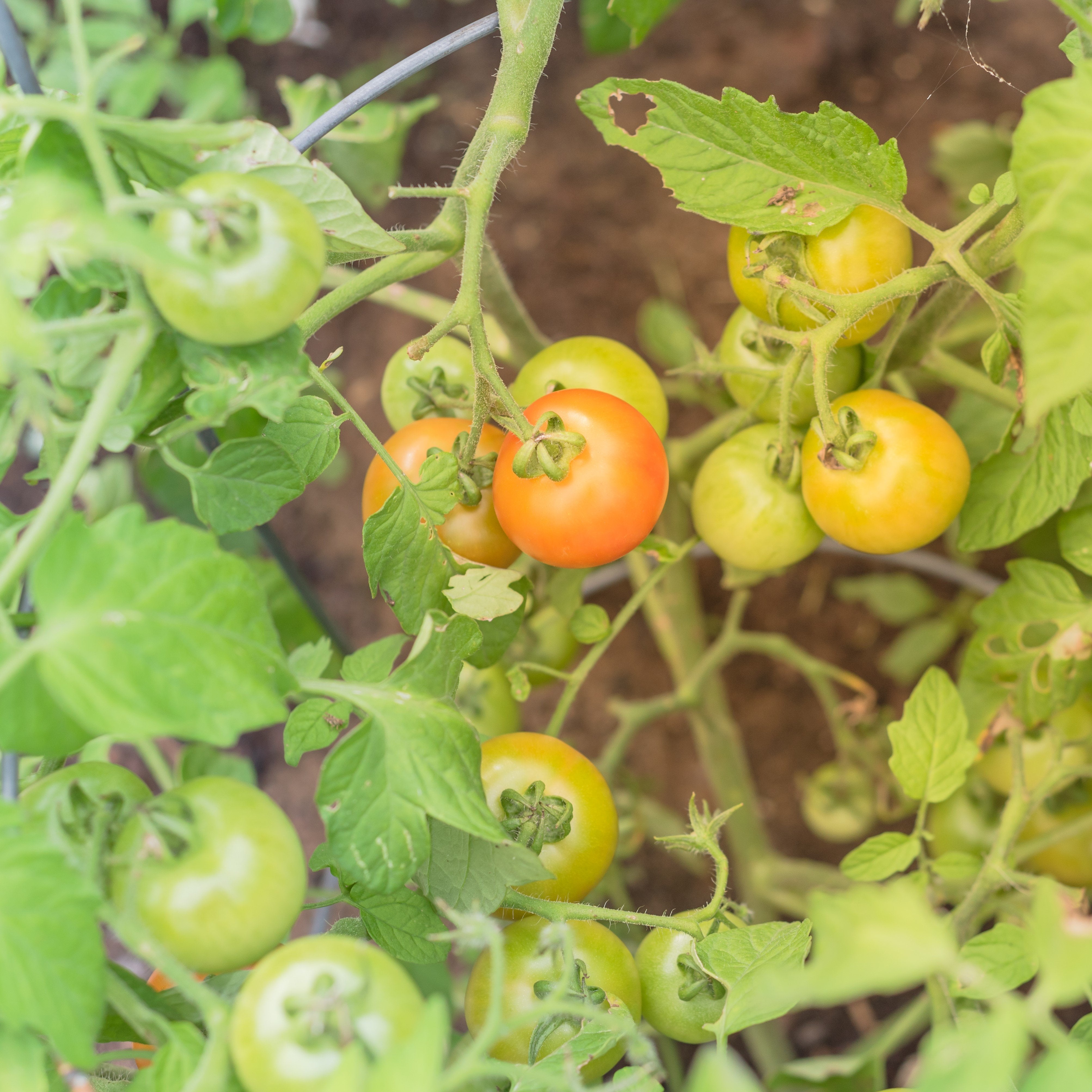 Heritage Tomato Red Racer Red Vegetable