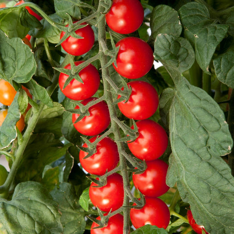 Tomate Cerise Sugargloss Rouge Sucré Légumes