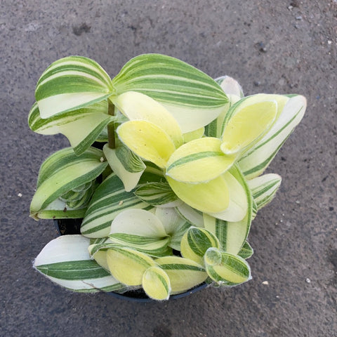 Tradescantia sillamontana f. variegata