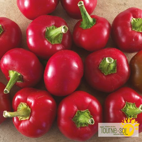 Gordz Cherry Bomb Hot Pepper Seeds *Organic*