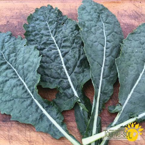 Kale Lacinato Seeds *Organic*