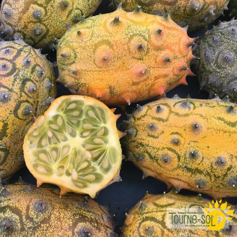 Semences de Melon Kiwano *Biologique*