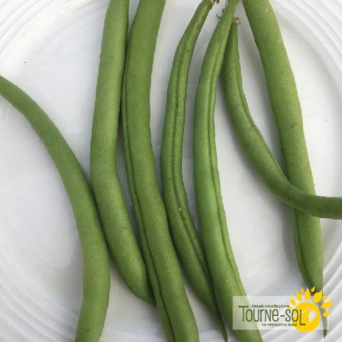 Provider Green Dwarf Bean Seeds *Organic*