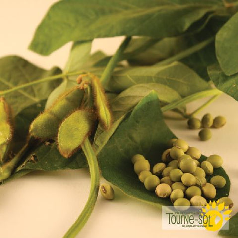 Edamame Envy Soybean Seeds *Organic*