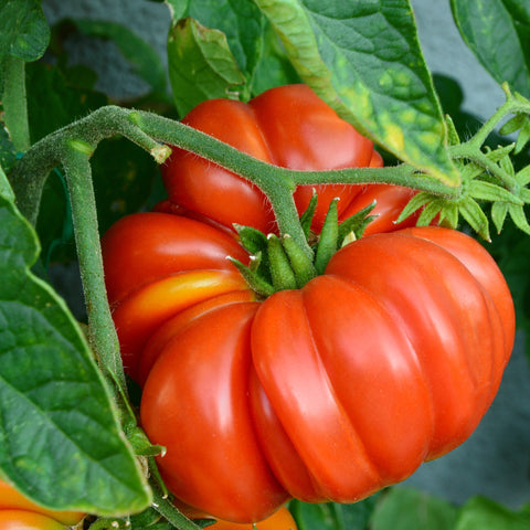 Heritage Tomato Brandywine Red Vegetables