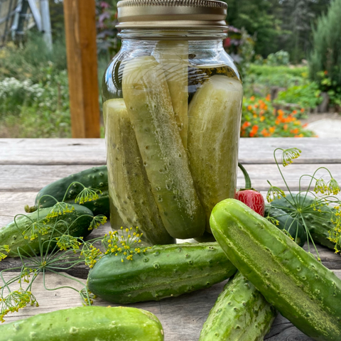 National Pickling Cucumber - Organic