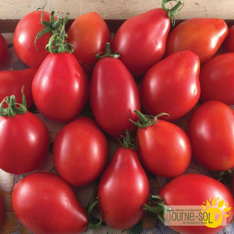 Semences de Tomate Rouge à Sauce Fiaschetto *Biologique*