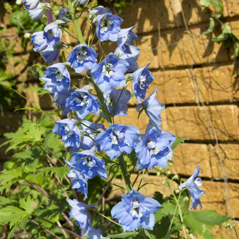 Delphinium M.f. Sky Blue Vivaces