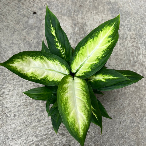 Dieffenbachia 'Camille'