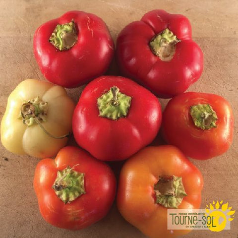 Alma Paprika Hot Pepper Seeds *Organic*