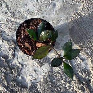Ouvrir l&#39;image dans le diaporama, Hoya krohniana black leaves
