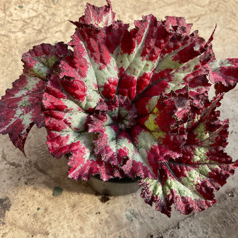 Begonia rex 'Red snail'