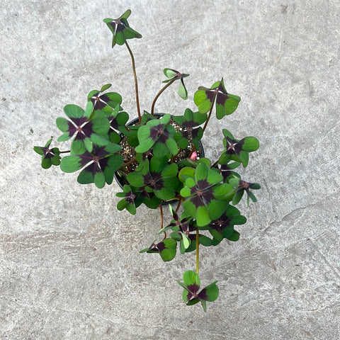 Oxalis 'Iron cross'