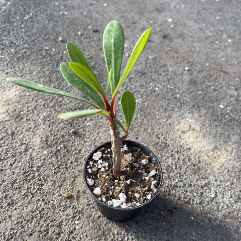 Euphorbia Tardieuana
