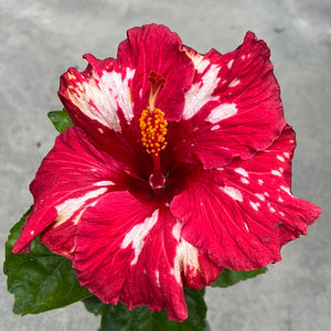 Open image in slideshow, Hibiscus rosa-sinensis 'Rim of Fire
