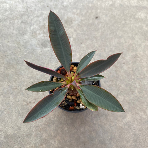 Euphorbia pachypodioides