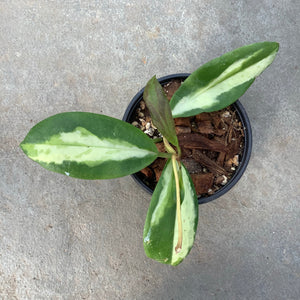 Ouvrir l&#39;image dans le diaporama, Hoya incrassata variegata
