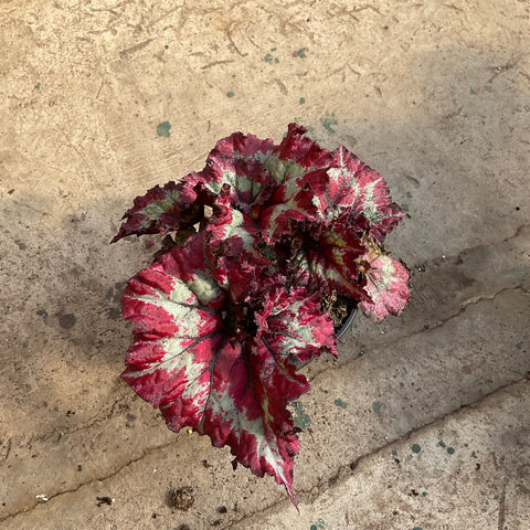 Begonia rex 'Red escargot'