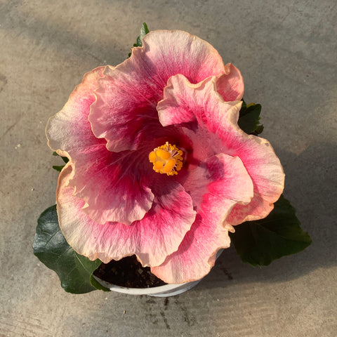 Hibiscus rosa-sinensis 'Beautiful Desire' 