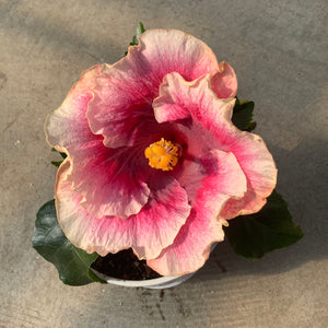 Ouvrir l&#39;image dans le diaporama, Hibiscus rosa-sinensis &#39;Beautiful Desire&#39;
