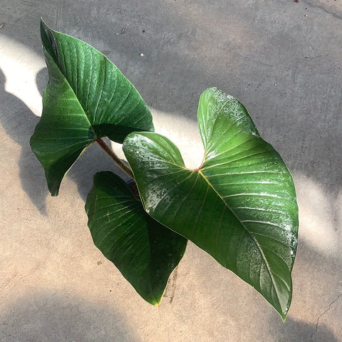philodendron squamicaule Philodendron squamicaule – Serres Lavoie