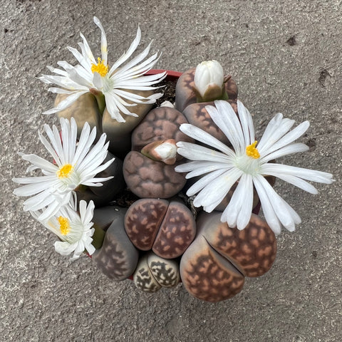 Mixed Lithops sp 