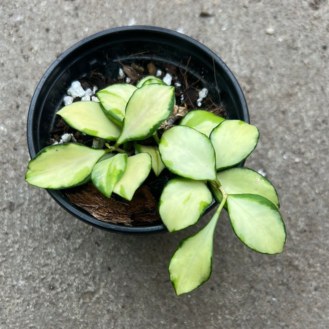 Hoya heuschkeliana variegata 