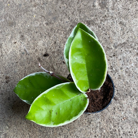 Hoya carnosa cv. 'Krimson Queen' 