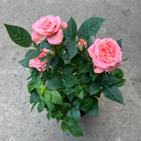 Rosa 'Miniature pink bush Pale pink'