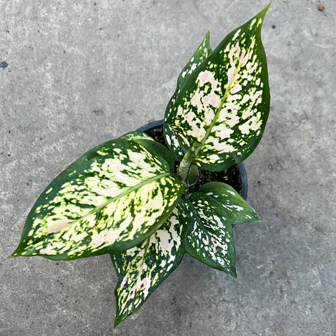aglaonema 'favonian' Aglaonema 'Favonian' | Tropical
