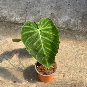 Open image in slideshow, Philodendron pseudoverrucosum
