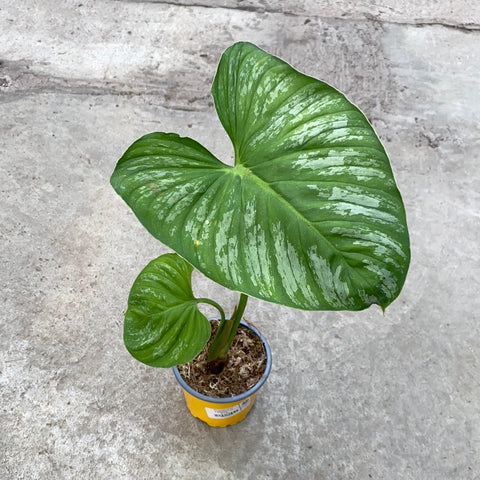 philodendron pastazanum silver Philodendron pastazanum silver – Serres Lavoie