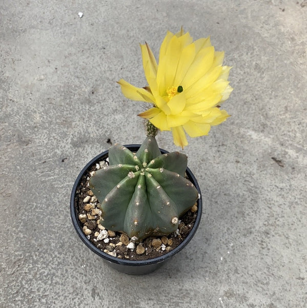 Echinocereus subinermis – Serres Lavoie