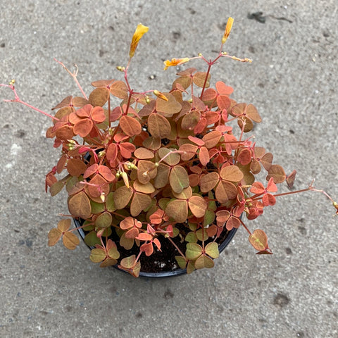 Oxalis spiralis 'Aurea'