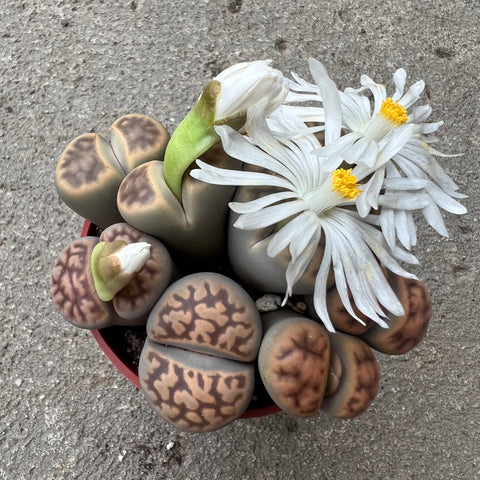 Mixed Lithops sp 