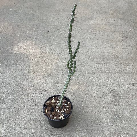 Euphorbia galgalana