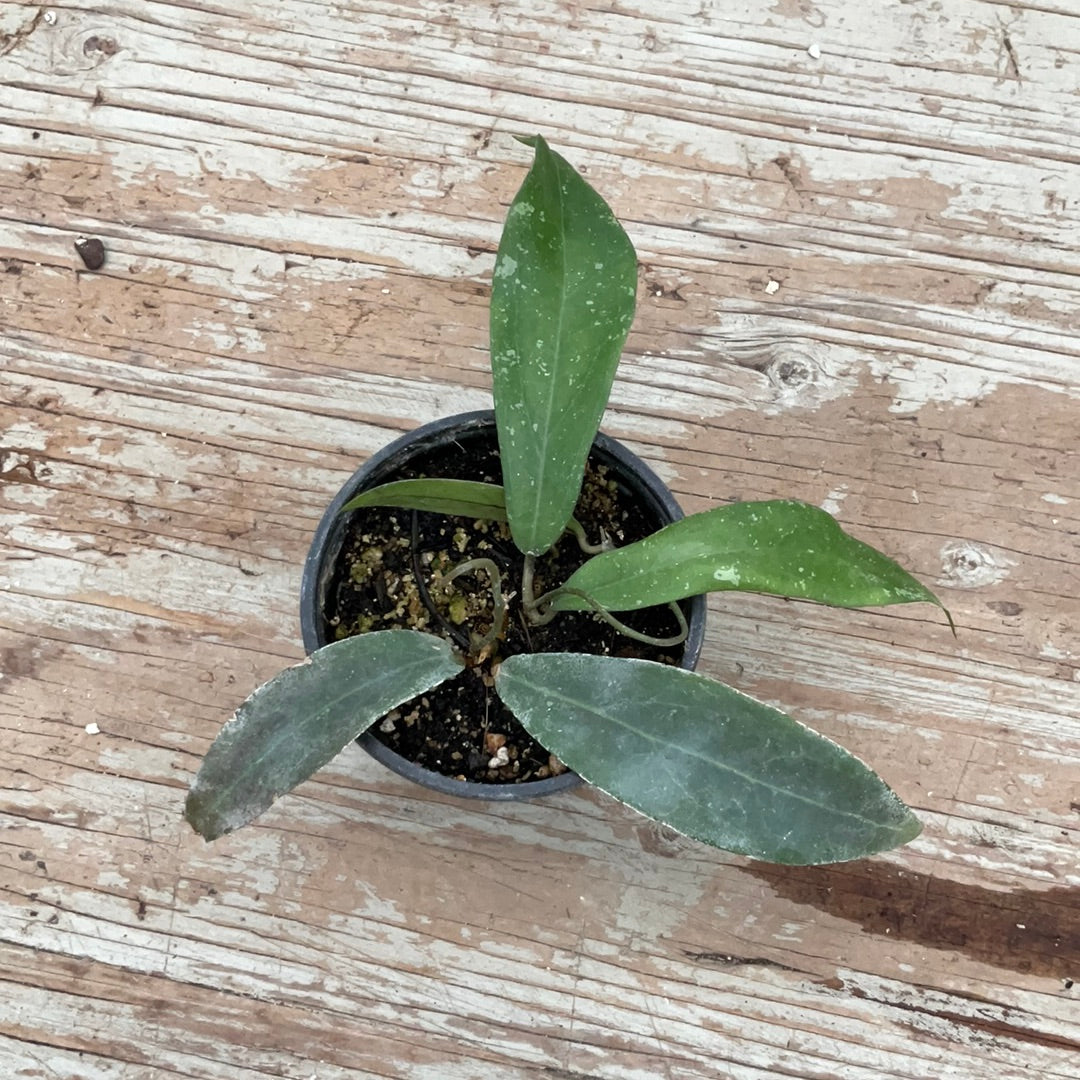 Hoya sp. teneba - Serres Lavoie