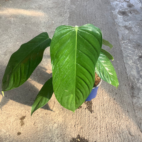 philodendron genevieve Philodendron genevievianum – Serres Lavoie