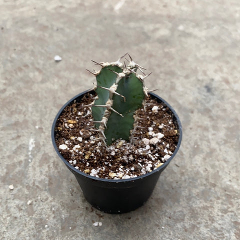 Euphorbia polyacantha