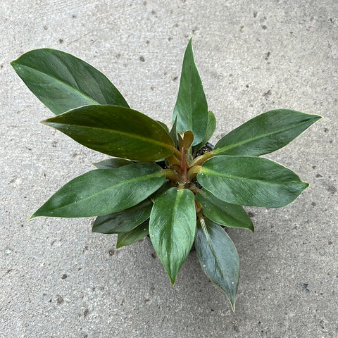 philodendron melinonii green Philodendron melinonii 'Green' – Serres Lavoie